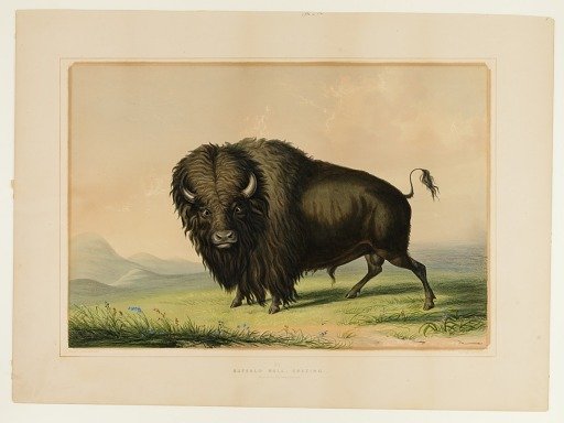 Buffalo Bull Grazing--no.2