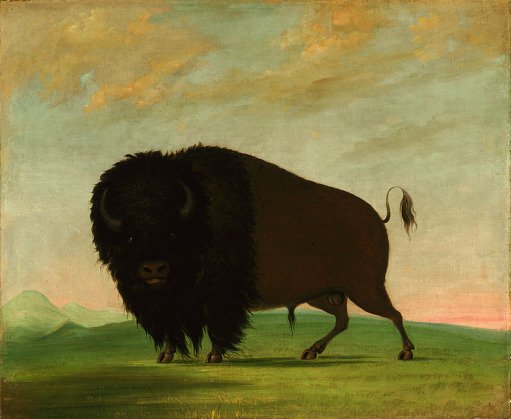 Buffalo Bull, Grazing on the Prairie