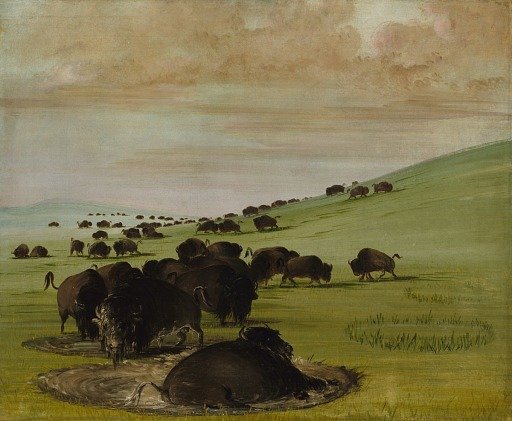 Buffalo Bulls in a Wallow
