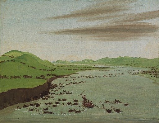Buffalo Herds Crossing the Upper Missouri