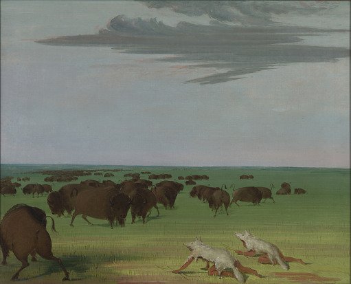 Buffalo Hunt under the Wolf-skin Mask