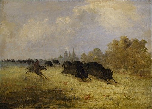 Caddo Indians Chasing Buffalo, Cross Timbers, Texas