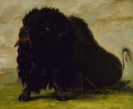 Dying Buffalo, Shot with an Arrow