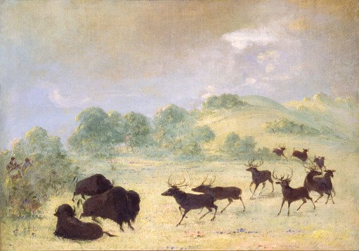 Elk and Buffalo Making Acquaintance, Texas