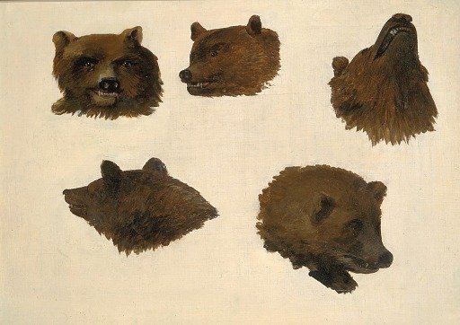 Portraits of Two Grizzly Bears, From Life