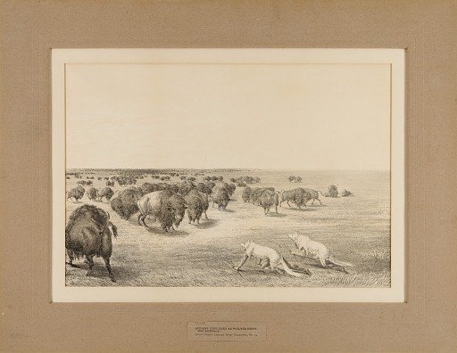 Indians Disguised As Wolves--no. 13