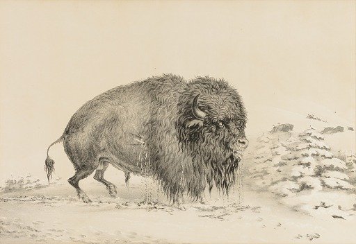 Severely Wounded Buffalo--no. 16