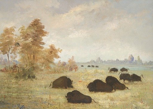 Stalking Buffalo, Arkansas