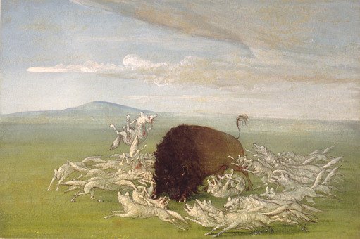 White Wolves Attacking a Buffalo Bull