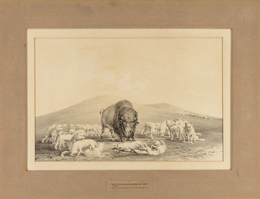 White Wolves Attacking Old Buffalo--no. 10