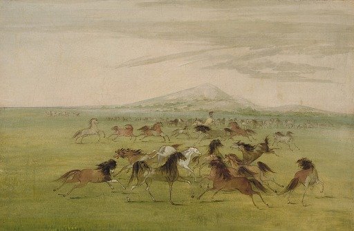 Wild Horses at Play