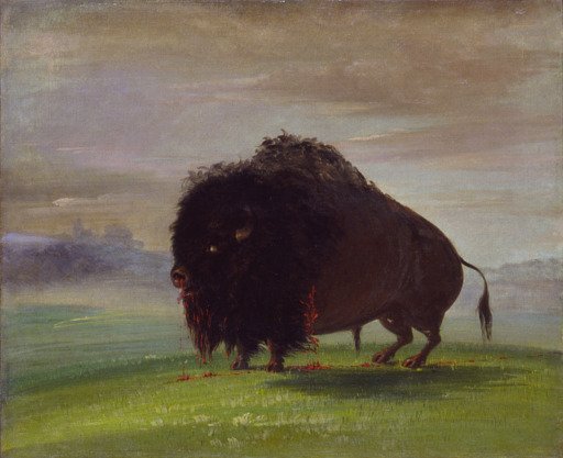 Wounded Buffalo, Strewing His Blood over the Prairies