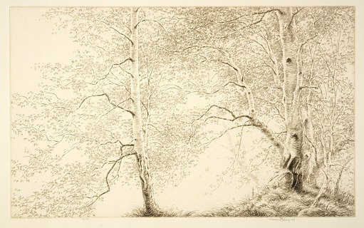Birches