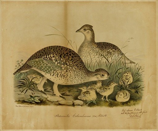 Pediocaetes Columbianus