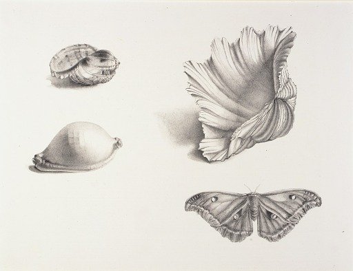 Shells and Moth