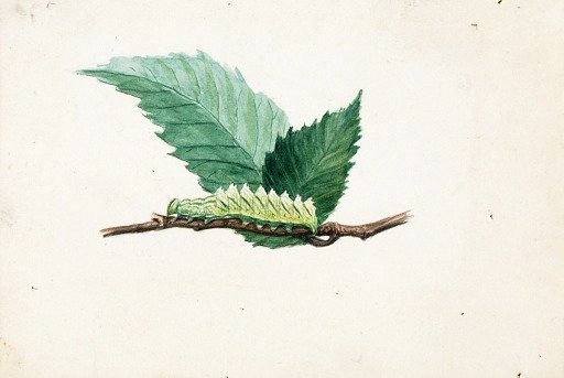 Jagged Leaf Edge Caterpillar, study for book Concealing Coloration in the Animal Kingdom