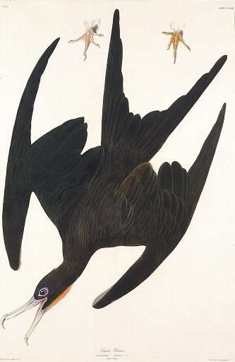 Frigate Pelican, from the book Birds of America