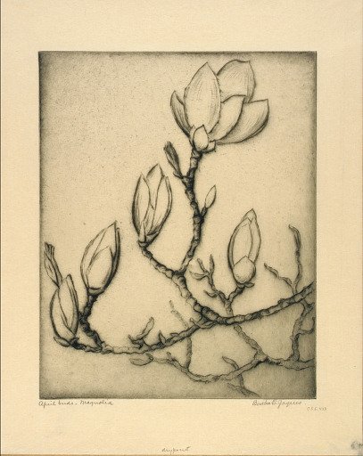April Buds--Magnolia