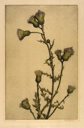 Canada Thistle