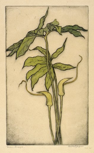 Green Dragon