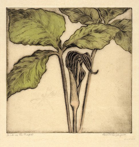 Jack in the Pulpit
