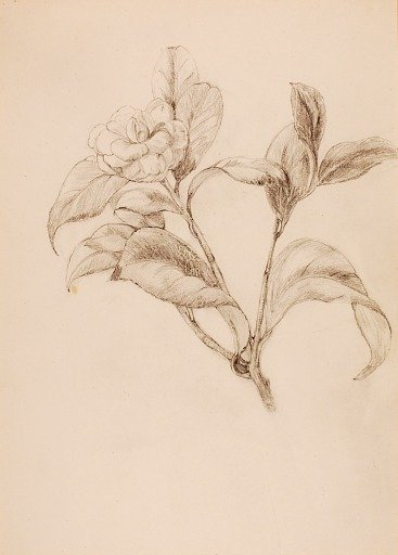 Gardenia