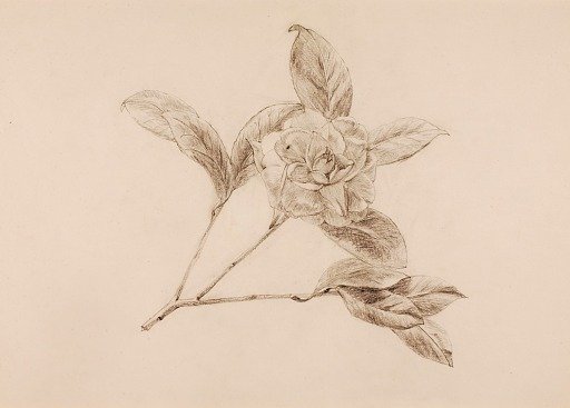Gardenia