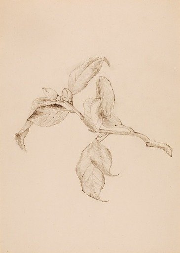 Gardenia Leaves and Buds
