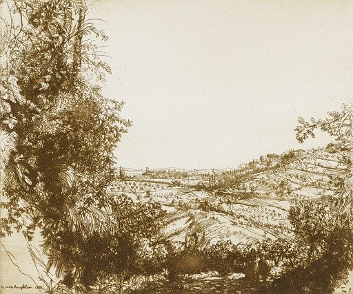 Olive Groves
