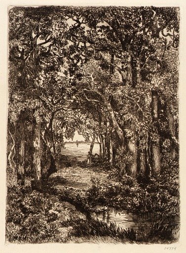 The Sea through the Woods