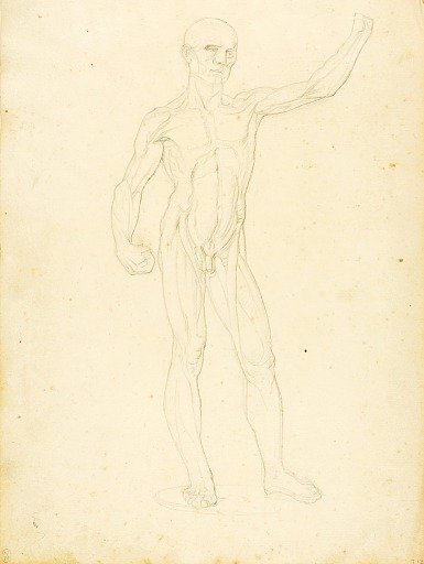 (An Ecorche, front view)