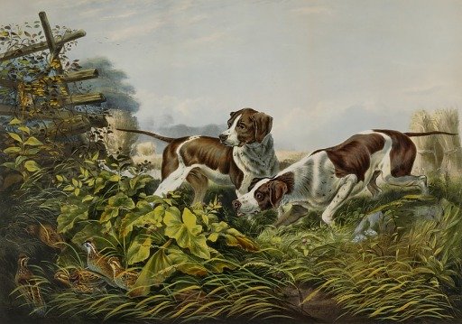 American Field Sports. "On a Point."
