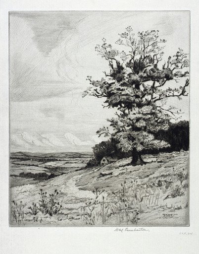 The Oak