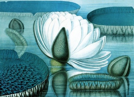 Waterlilies