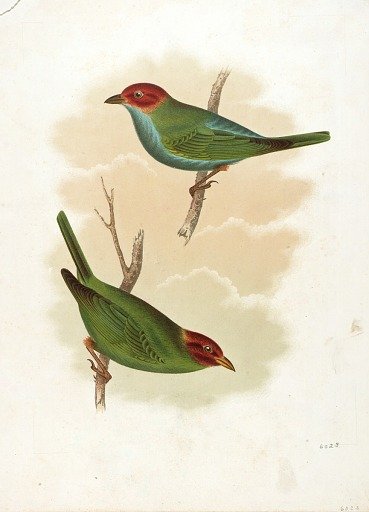 (Birds)