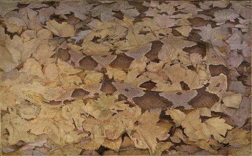 Copperhead Snake on Dead Leaves, study for book Concealing Coloration in the Animal Kingdom