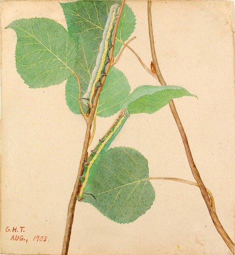 "Mirror-Back" Caterpillar, study for book Concealing Coloration in the Animal Kingdom