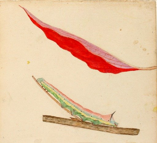"Mirror-Back" Caterpillar, study for book Concealing Coloration in the Animal Kingdom