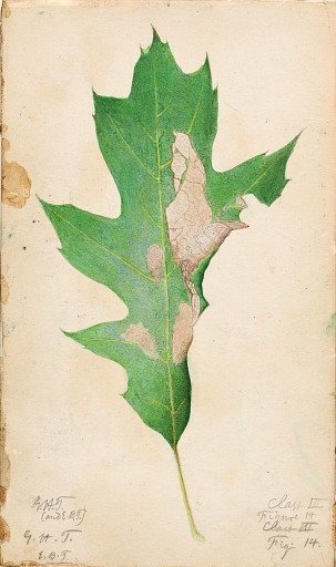 Oak Leaf Edge Caterpillar, study for book Concealing Coloration in the Animal Kingdom