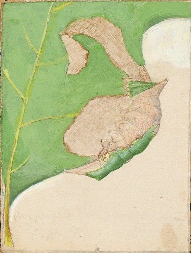 Oak Leaf Edge Caterpillar, study for book Concealing Coloration in the Animal Kingdom
