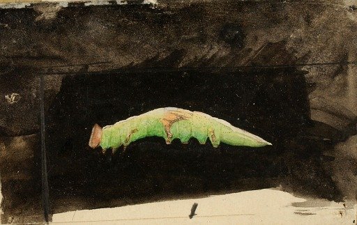Larger Spotted Beach Leaf Edge Caterpillar, study for book Concealing Coloration in the Animal Kingdom