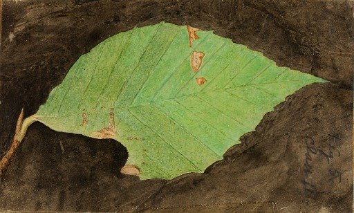 Smaller Spotted Beach Leaf Edge Caterpillar, study for book Concealing Coloration in the Animal Kingdom