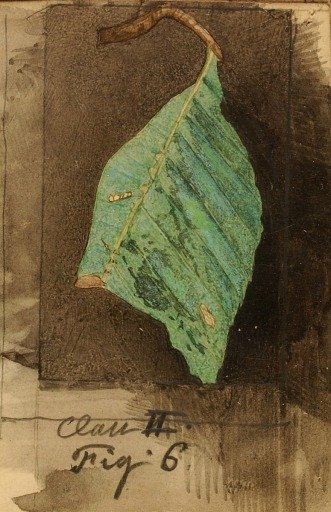 Smaller Spotted Beach Leaf Edge Caterpillar, study for book Concealing Coloration in the Animal Kingdom