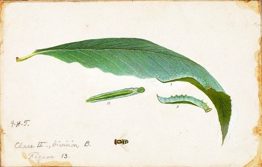 Unspotted Beach Leaf Edge Caterpillar, study for book Concealing Coloration in the Animal Kingdom
