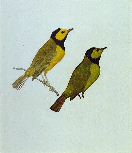 Hooded Warblers, study for book Concealing Coloration in the Animal Kingdom