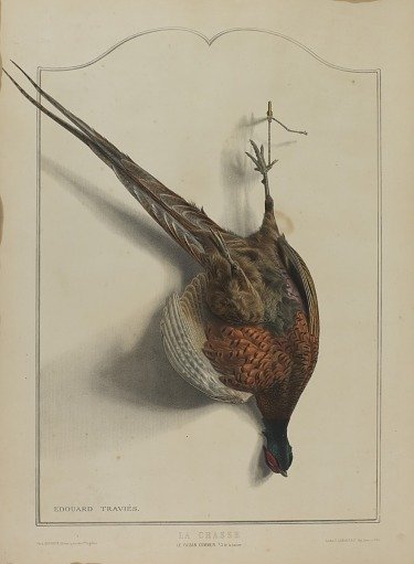 La Chasse: Le Faisan Commun
