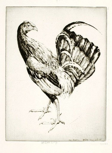 Game Cock