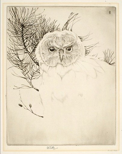 Nantucket Owl