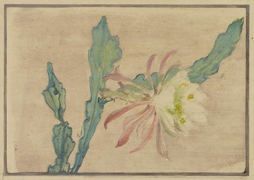 Night-Blooming Cereus