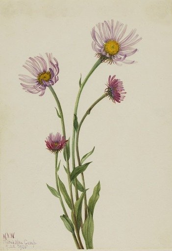 Alaska Fleabane (Erigeron salsuginosus)